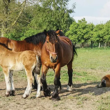 Reetdachhaus Kiek In Wald *