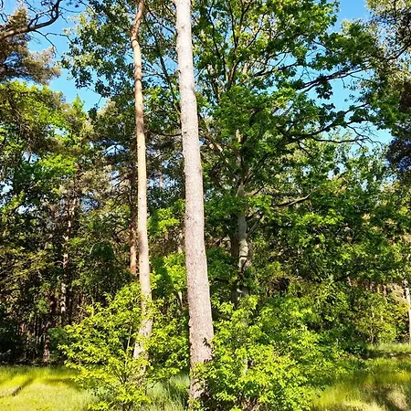 Reetdachhaus Kiek In' Wald Tatil Evi